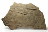 Cruziana (Fossil Trilobite Trackway) Plate - Morocco #251788-2